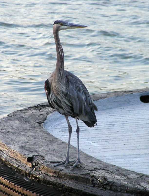 (Pat Anderson) A Bird