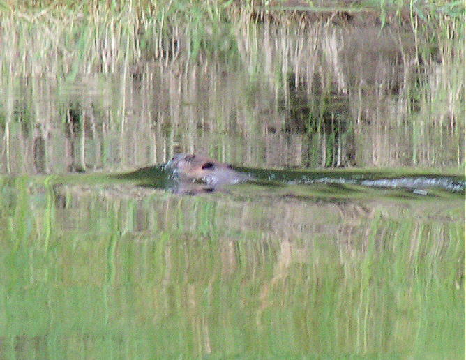 (Pat Anderson) A busy beaver on Kettle River.