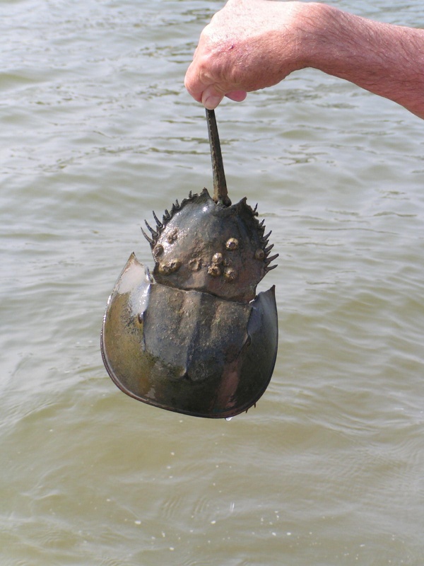 (Pat Anderson) Horseshoe Crab Up Close