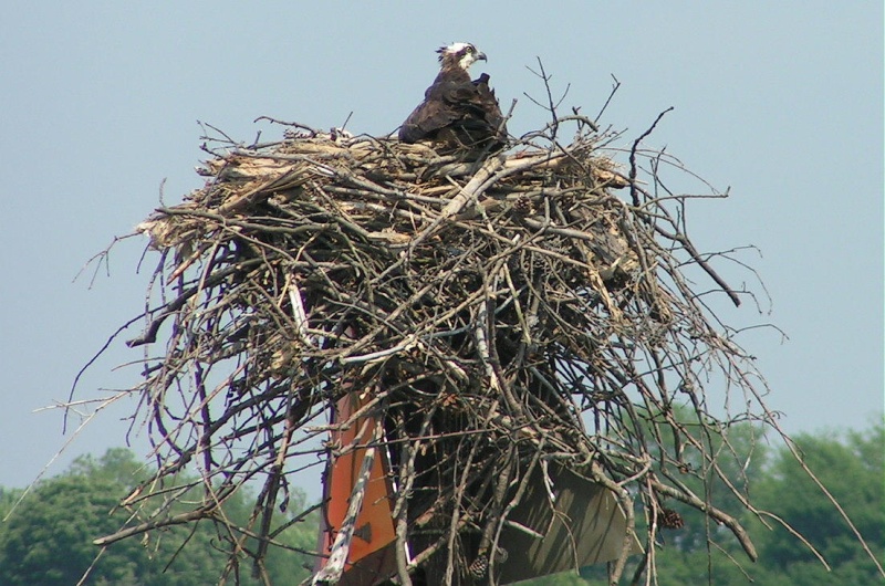 (Pat Anderson) Osprey Nest