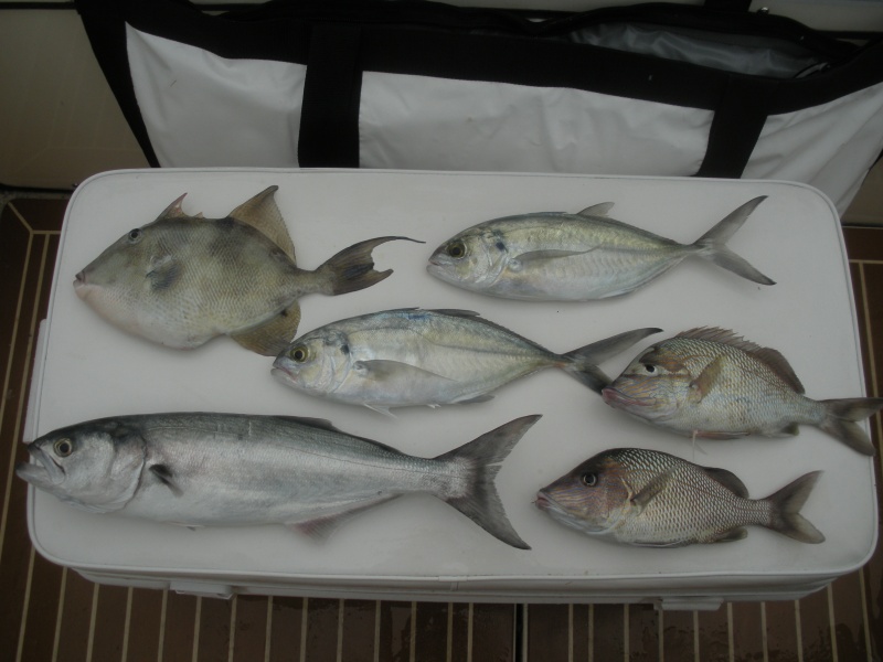 Patch reef catch. Two meals for the grill.