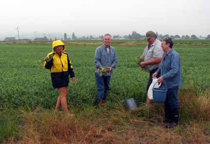 Pea pickers