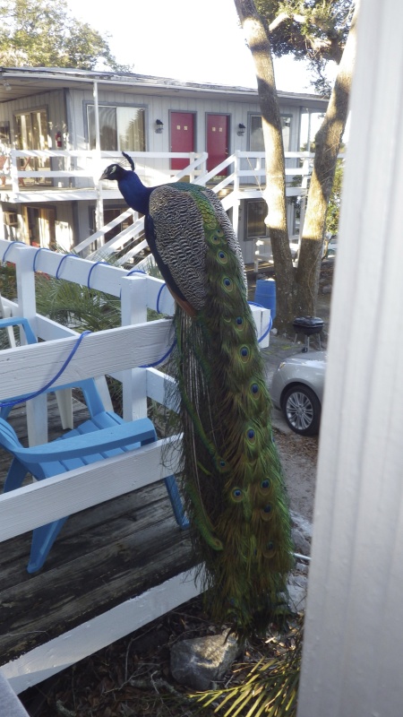 Peacocks everywhere
