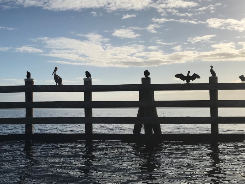 Pelican and Anhinga, along with some other birds, on the St. Johns River fender into Lake George