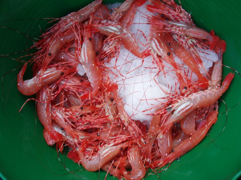 Pelican Prawns