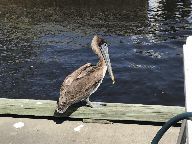 Pelican