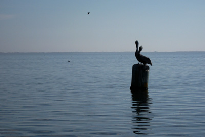 Pelicans sharing a marker