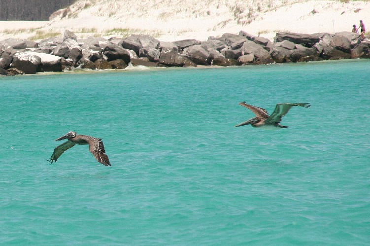 Pelicans