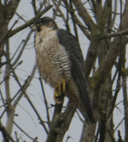 Peregrine