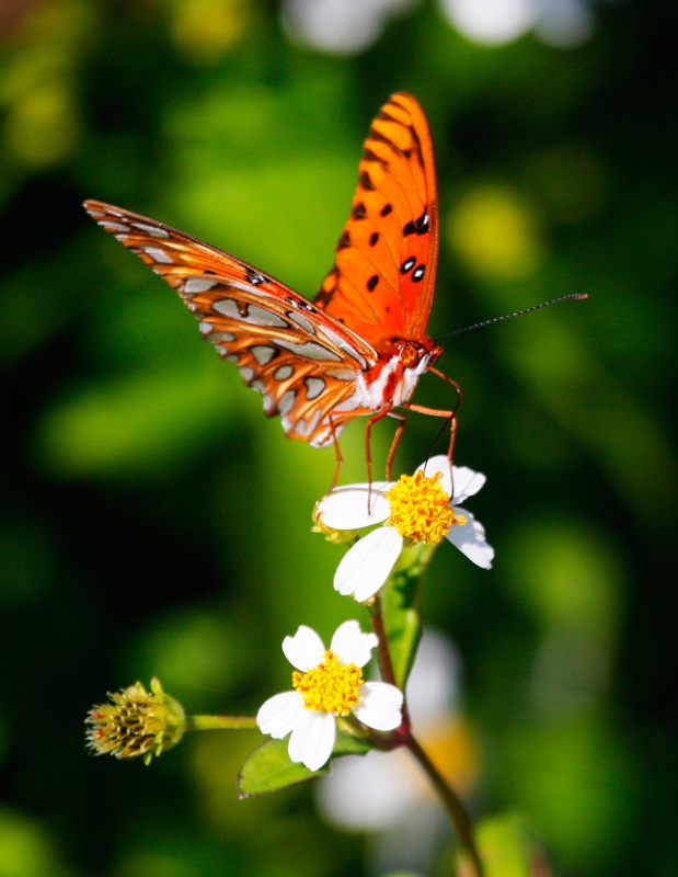 Perfect butterflies were abundant around the Apalachicola area.