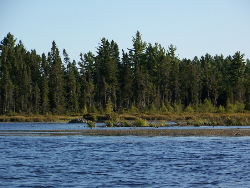 Perfect moose habitat but alas, no moose were seen on this trip.