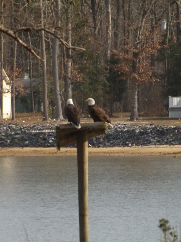 Perilously close to my Boat House!!  If they decide to nest, it will be trouble.  Fortunately, they only made a "deposit" or two on the Osprey Platform and departed!  We've had both Osprey and Canadian Geese raise kids there!!