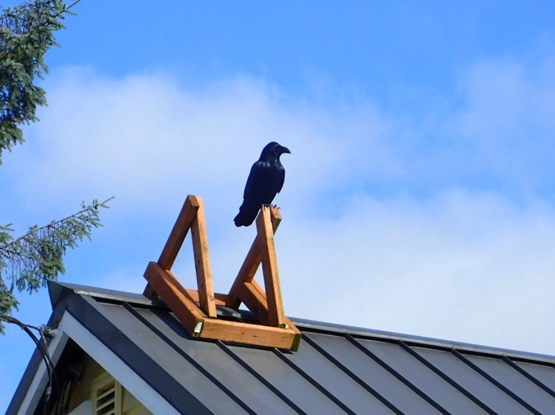 Petersburg 2016 - Raven.  P8170089