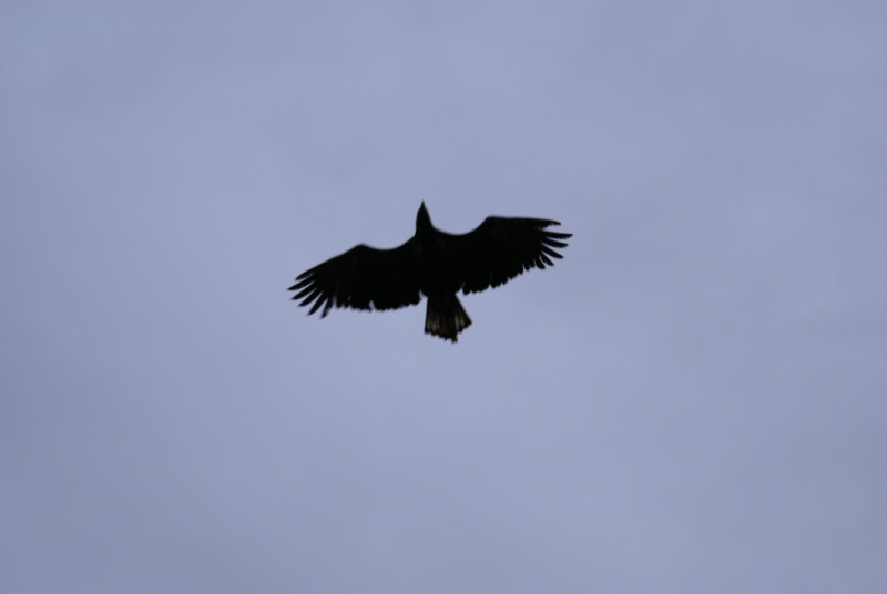 Petersburg, Eagle