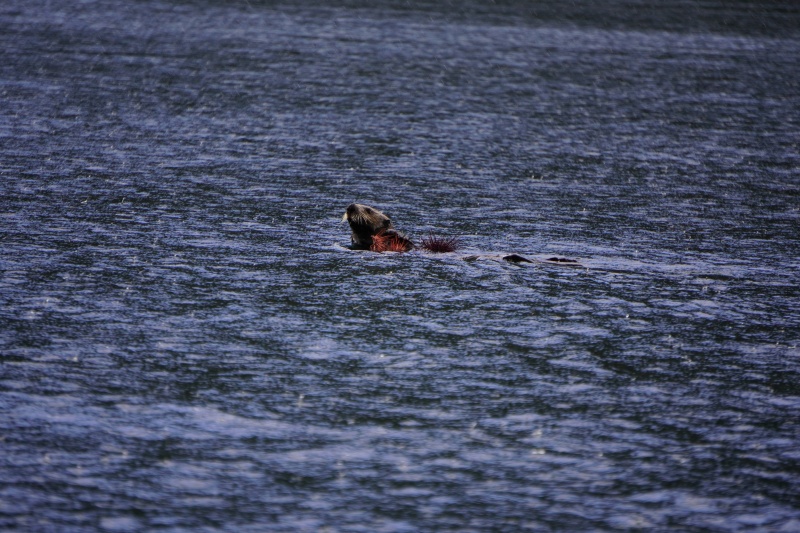 Photo by Wrenny of sea otter eating sea urchins