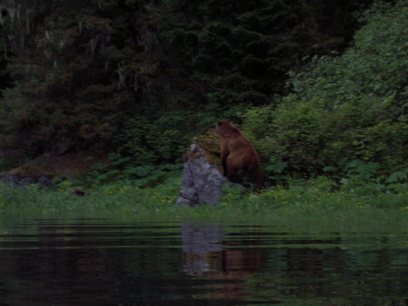 photos of this bear taken from mokai