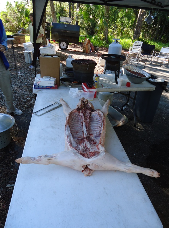 pig-before