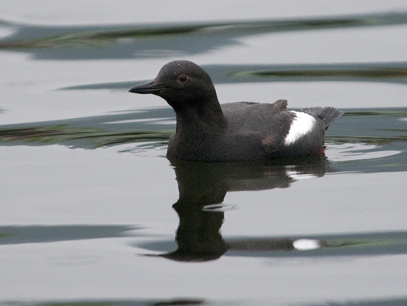 Pigeon Guillemot