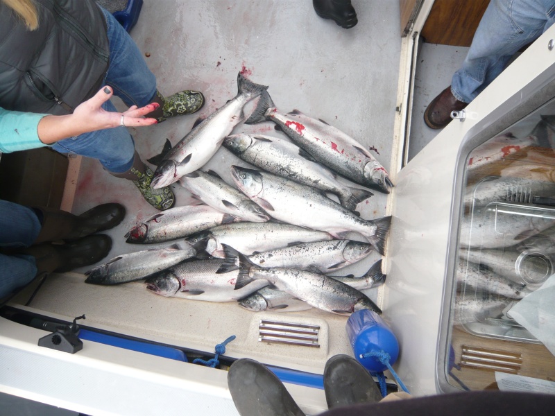 pile of coho