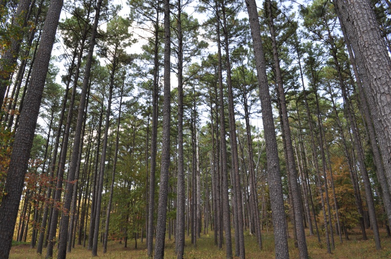 Pine Forest
