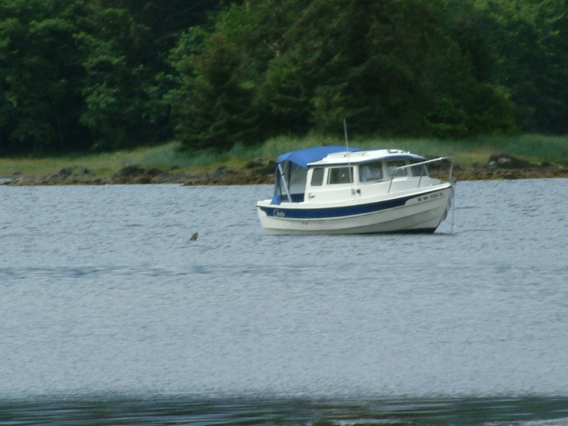 Pink Salmon