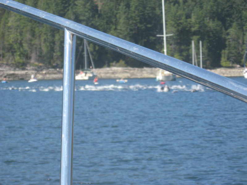 Pod of dolphins in Gorge Harbour