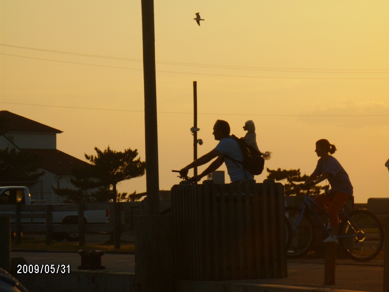 Poodle bike riding..Ocracoke NC