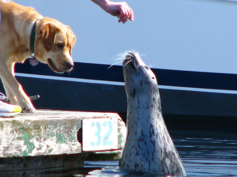 "Popeye" The FH Seal