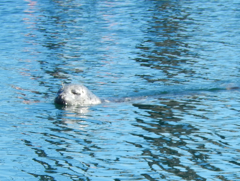 Popeye, the half-blind seal mascot of Friday Harbor