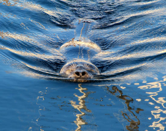 Popeye, the one-eyed seal in the marina