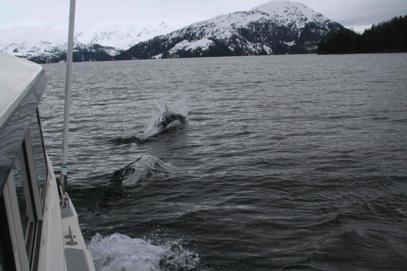 Porpoises first trip 2007
