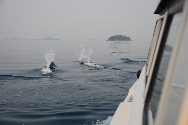 Porpoises