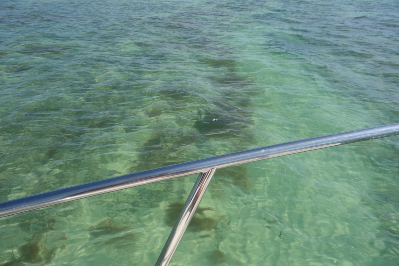 Portuguese Man O' War (above vertical rail, looks like a clear bluish balloon).  Boca Grande Key, 20 miles west of Key West, wildlife refuge