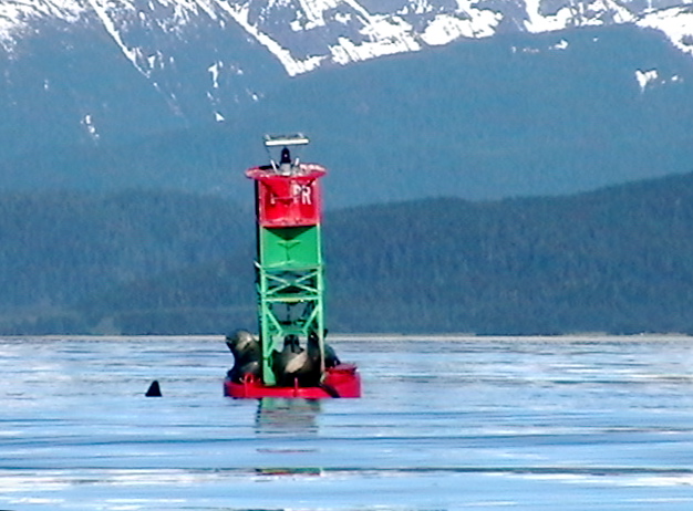 Poundstone Rock - Great social spot for sea lions