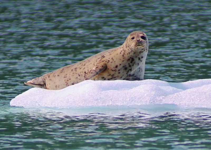 Pregnant seal on a bergie bit