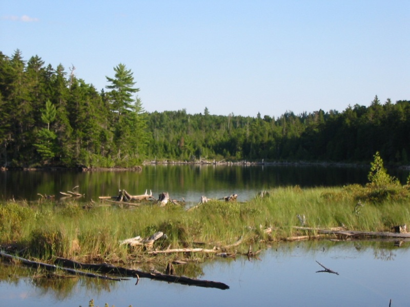 Prime moose habitat; just couldn't capture them on the camera.
