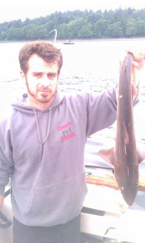 Pt Defiance / Owens Beach shark
