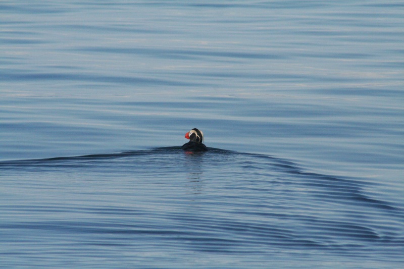 Puffin 2007