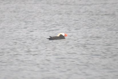 Puffin at Elfin COve