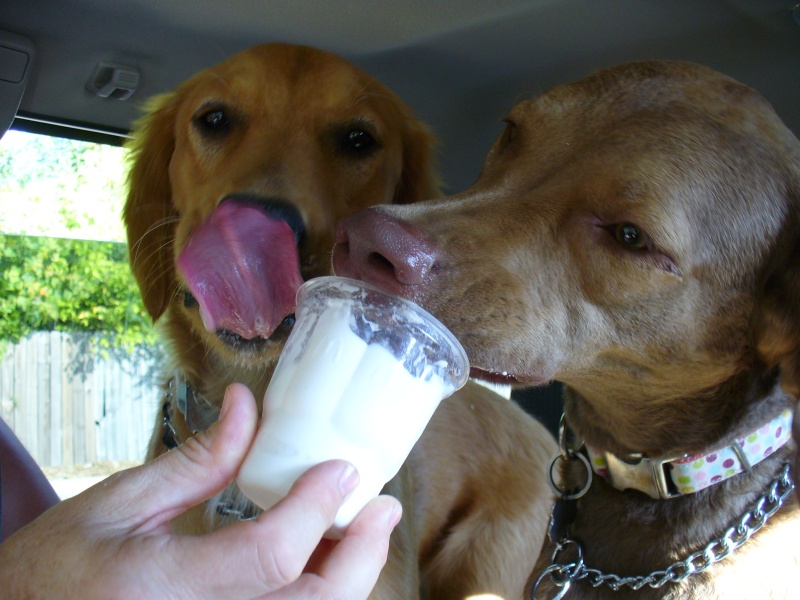 Puppies got a "treat" for being good while we visited Garvan Gardens.  They love McD's soft serve.