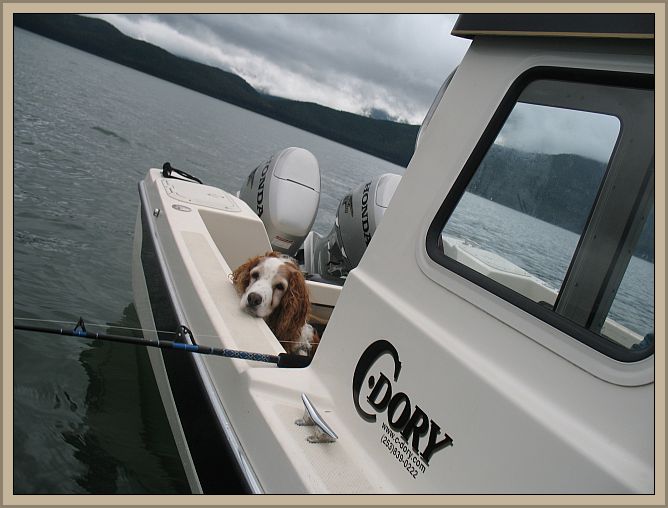 "Quinn," our 13yr Welsh Springer Spaniel, knows what fishing is all about.