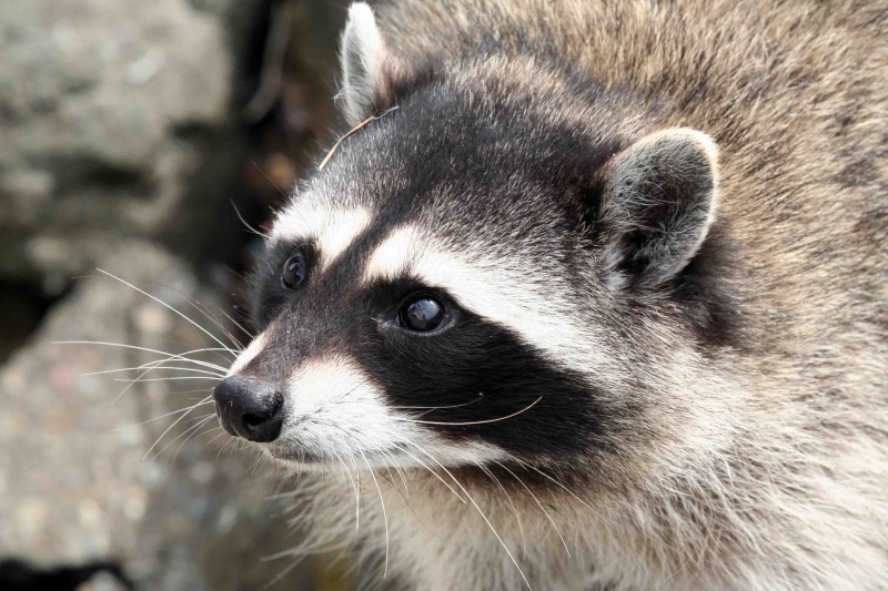 Racoon