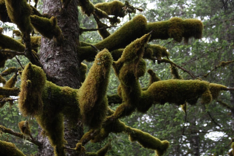 RAINFOREST.jpg