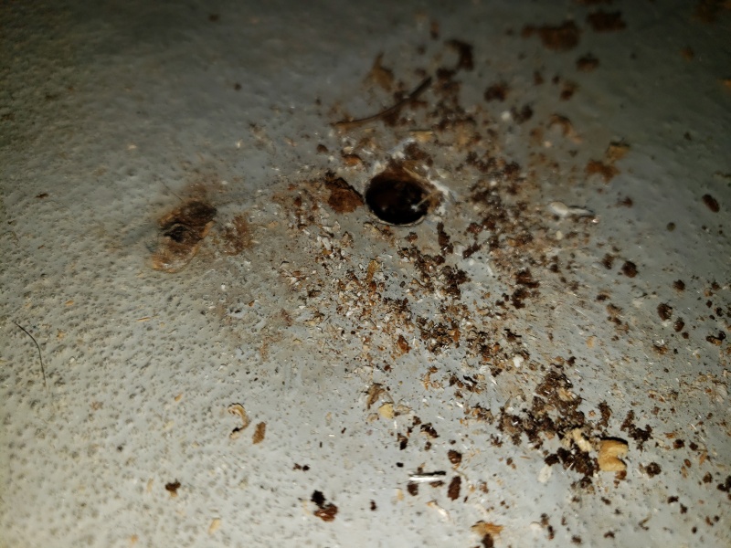 rear sole test holes