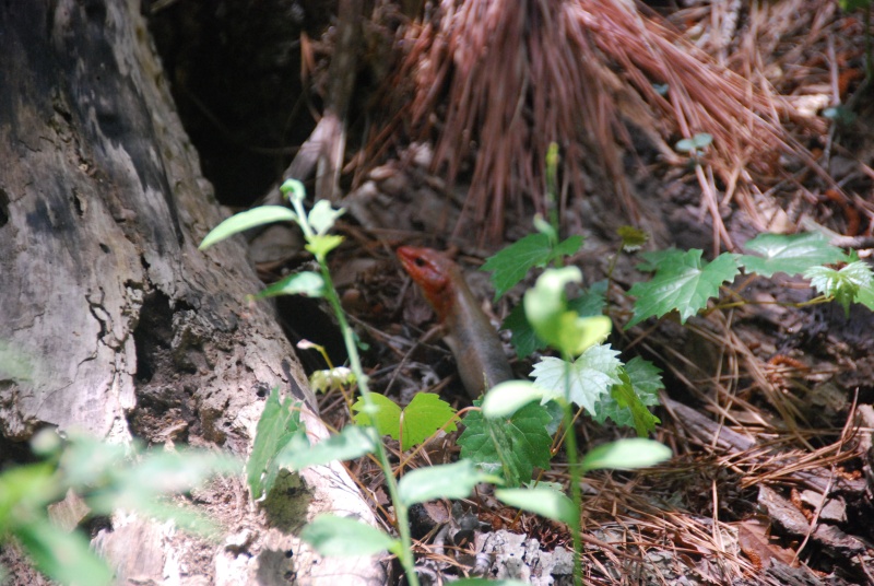 Resident of Virginia Beach's Sea Shore State Park. Many wonderful biking, walking and running trails are readily available; along with camping facilities.