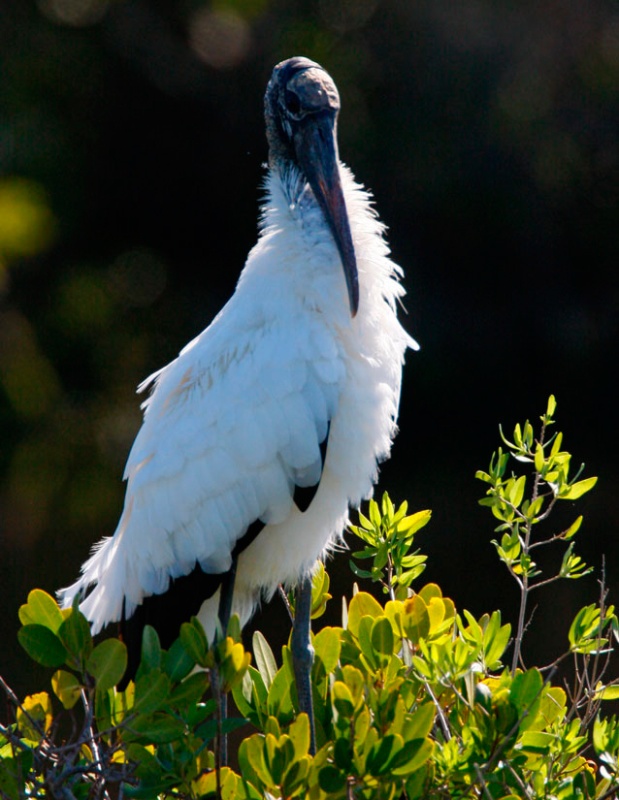 Resting Woodstork