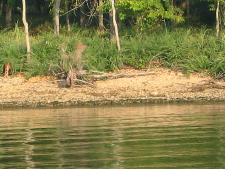 Retreating deer on the shore of Barkley Canal