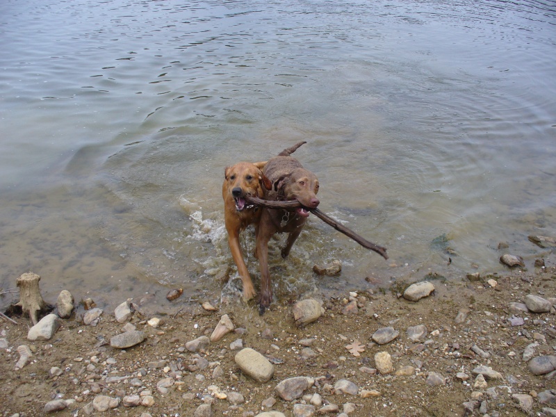 Retrieving.  One of their favorite things to do!
