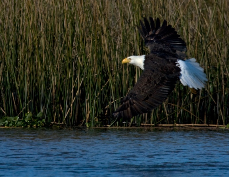 River Hunter photographed from C Eagle as she takes flight.