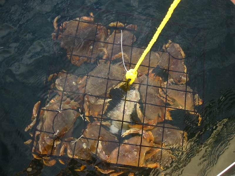 (Rock-C) Blakely. 18 crab in one pull